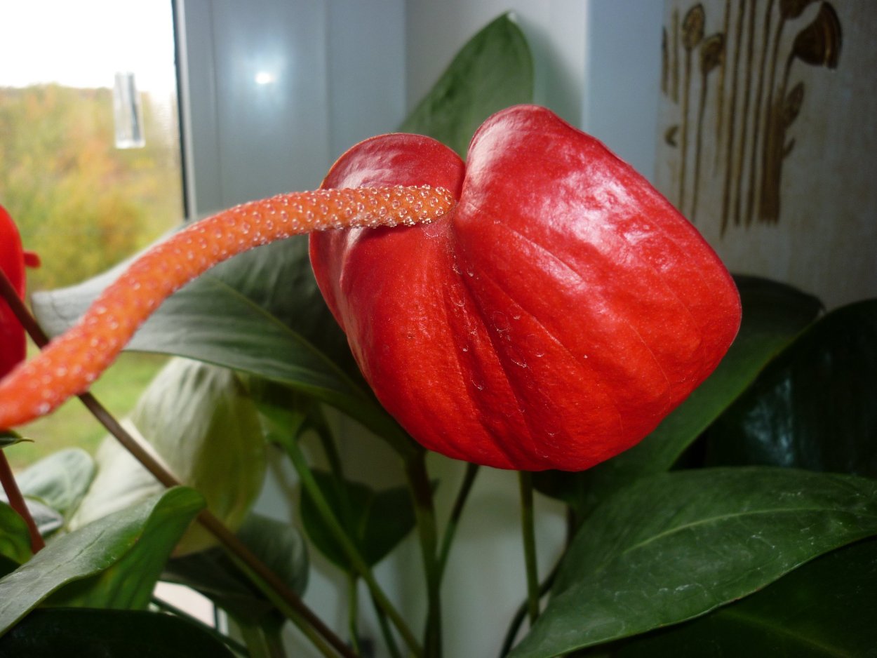 Антуриум Шерцера Аринос