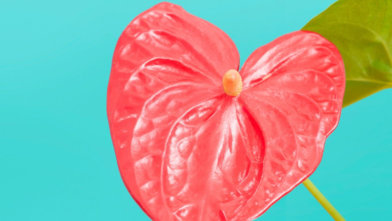 Антуриум красный