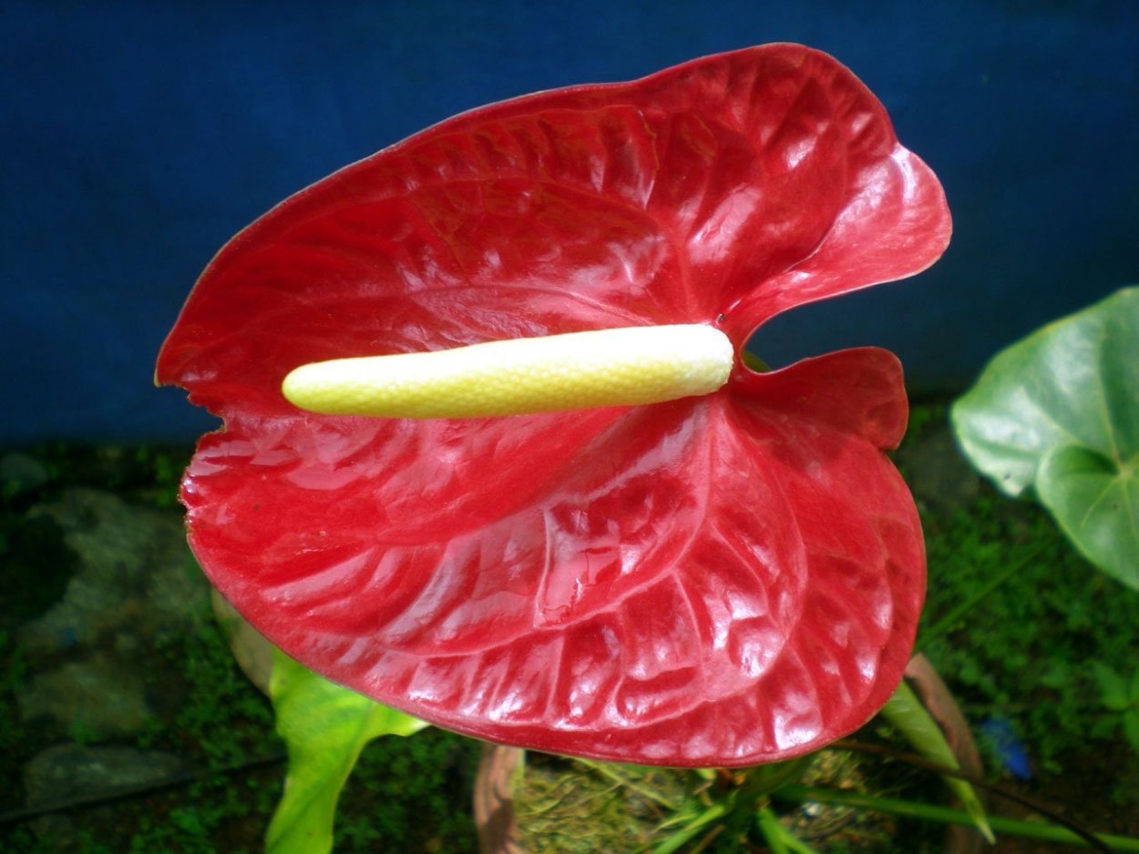 Антуриум Шерцера Алексия Блю