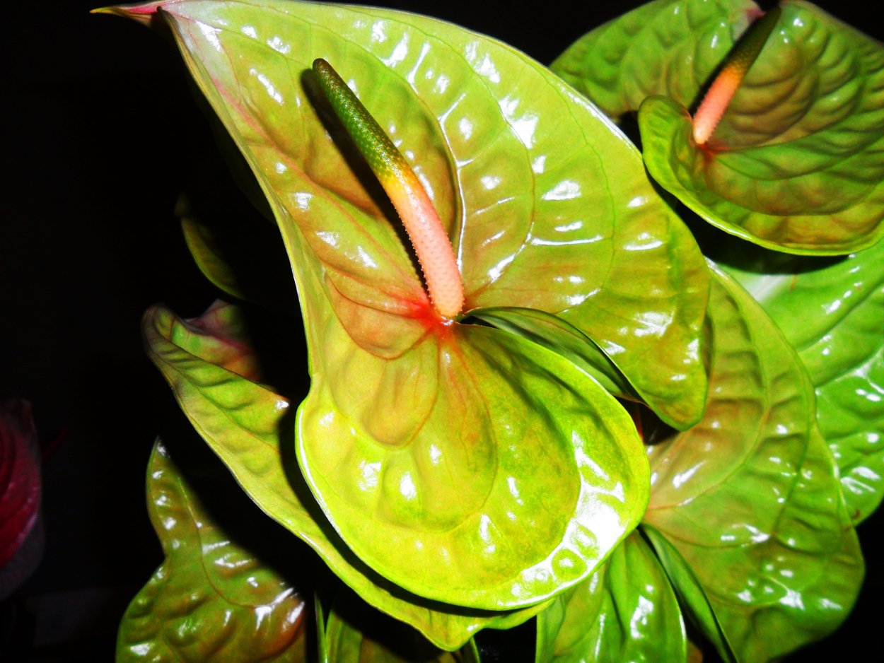 Антуриум Нубира красный