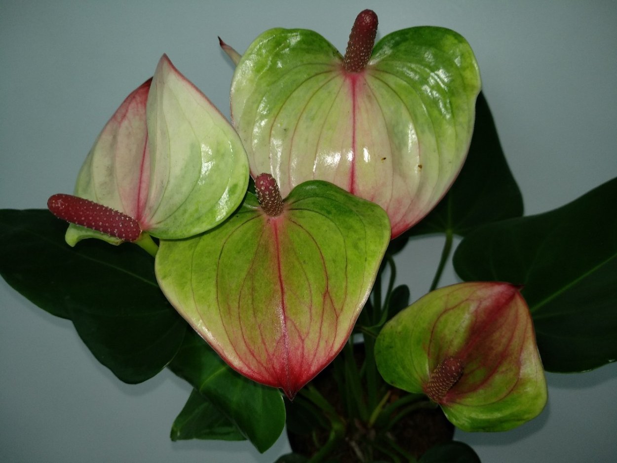 Цветок похожий на каллу