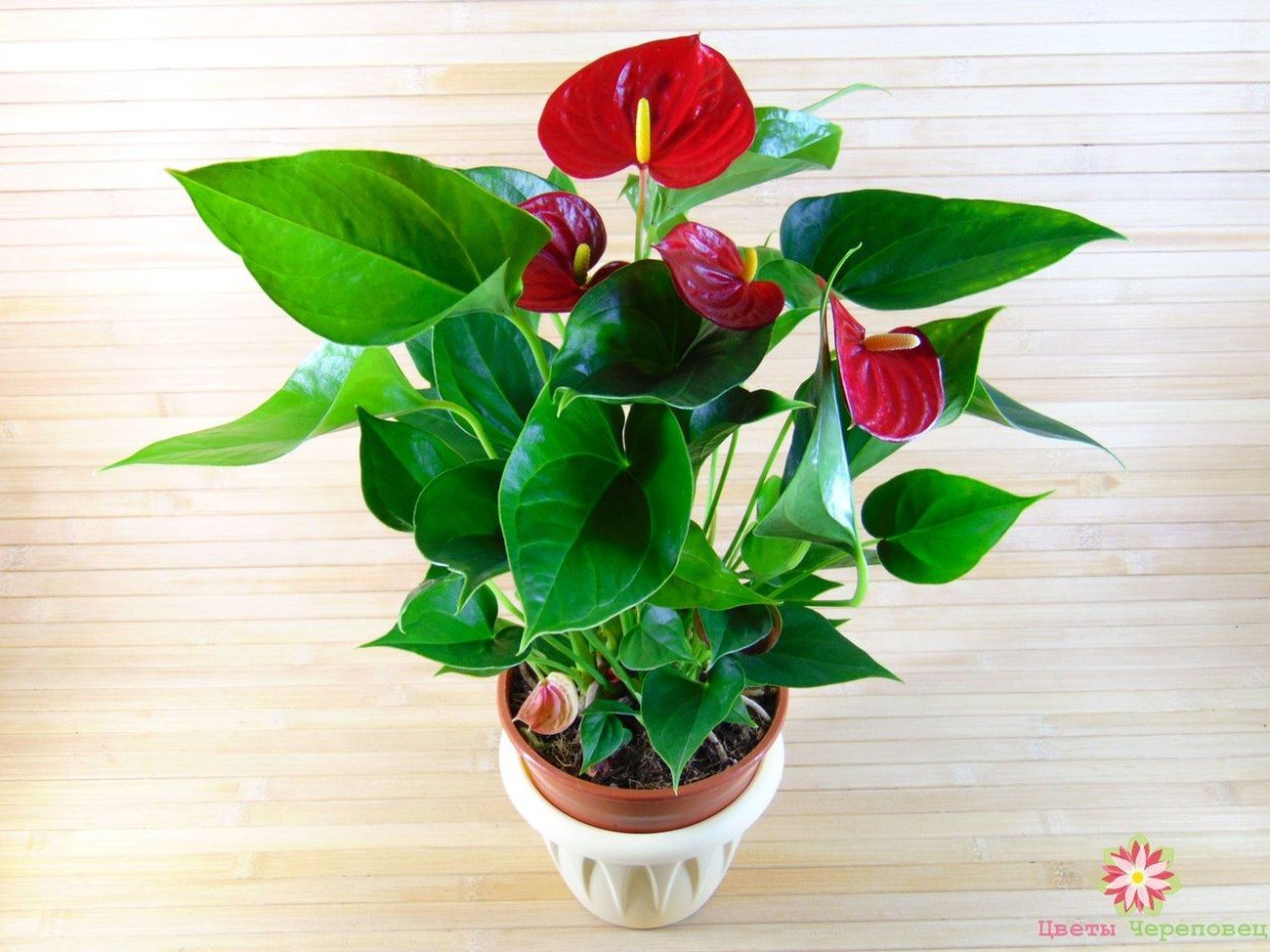 Антуриум Андре Ванилла