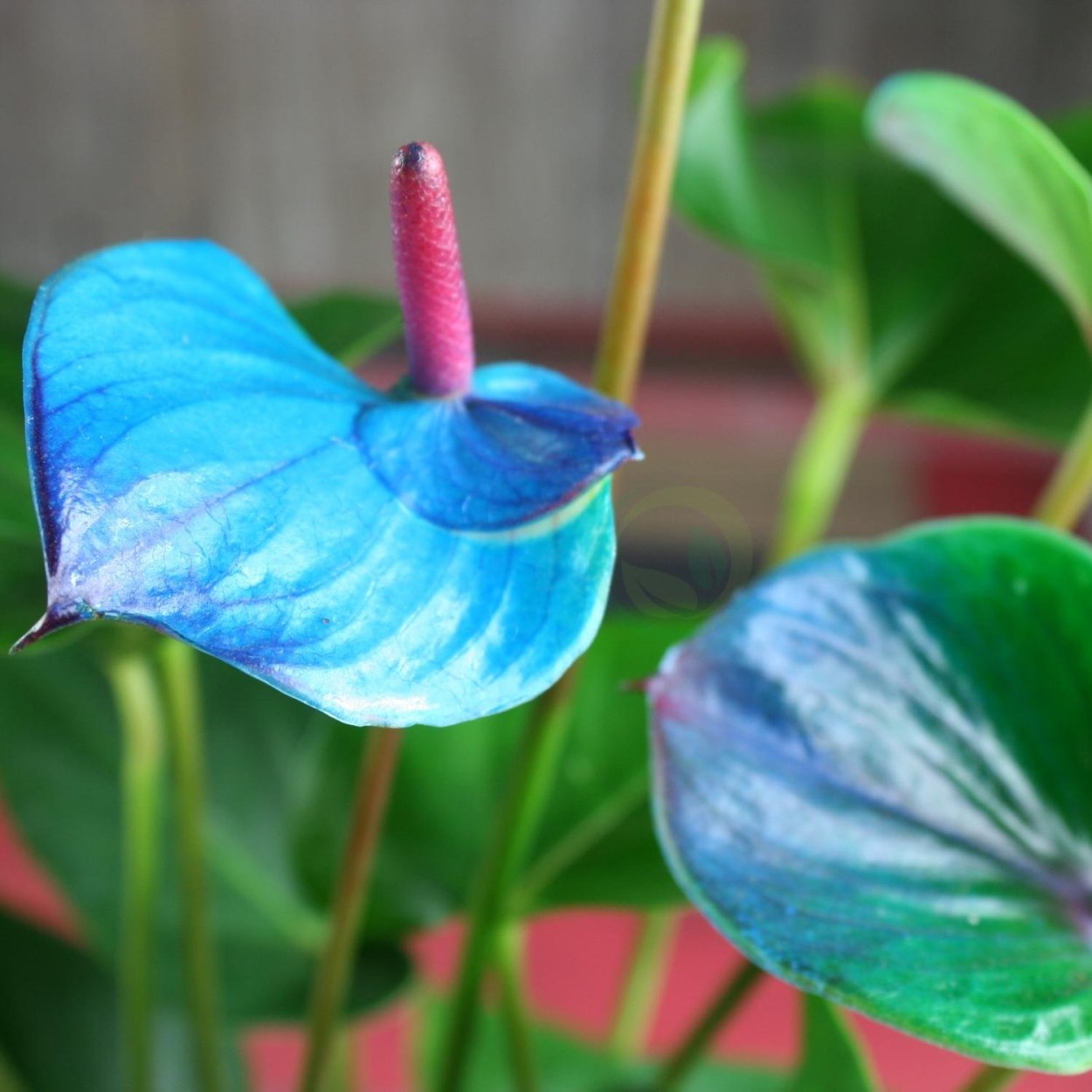 Антуриум Андре фиолетовый