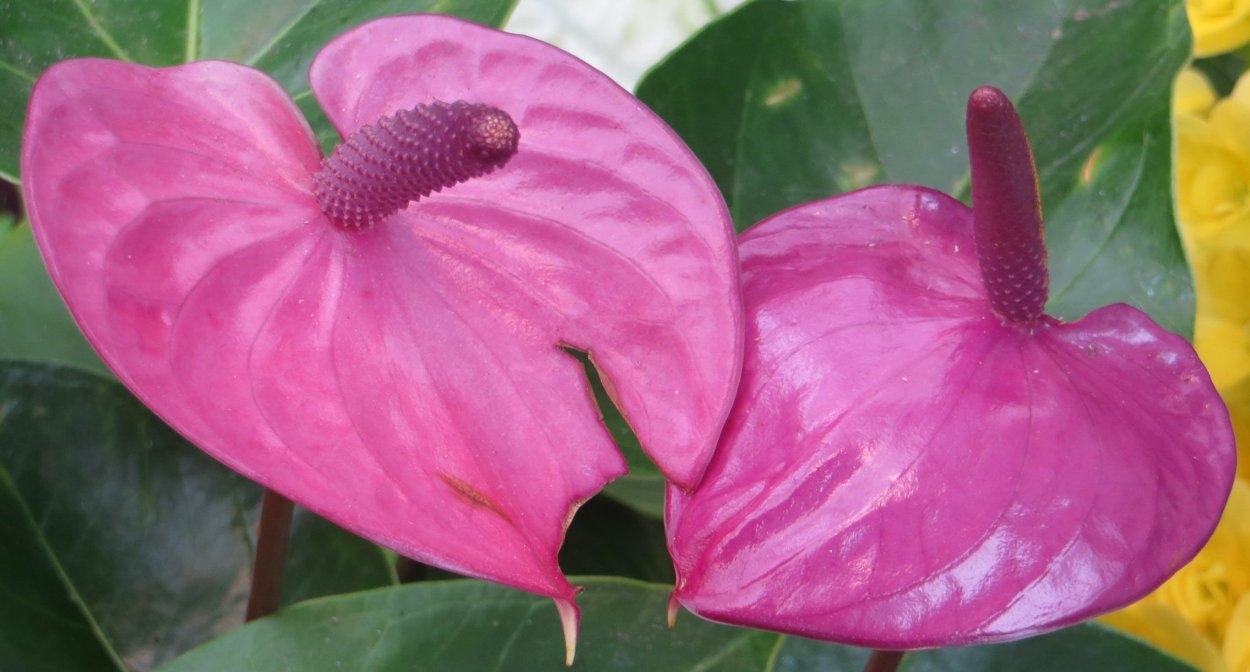 Антуриум Андре Дакота