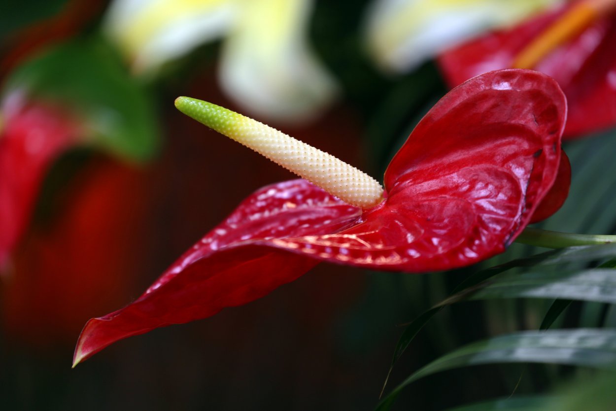 Антуриум волна любви