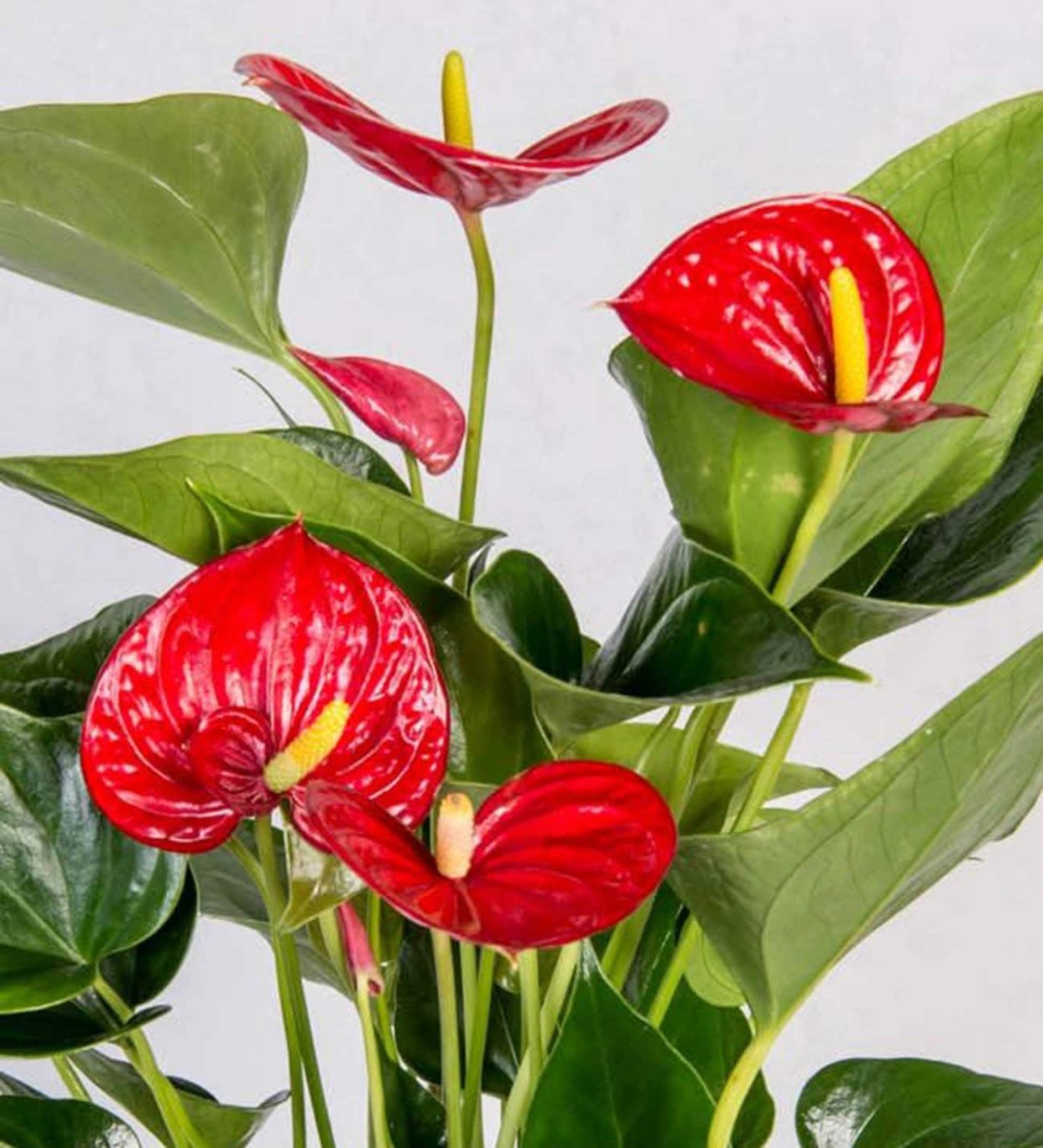 Антуриум Leganza zalm