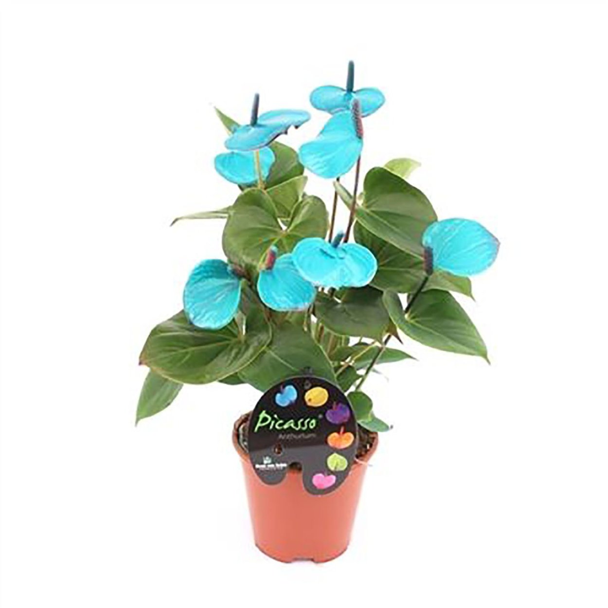 Антуриум Андре фиолетовый