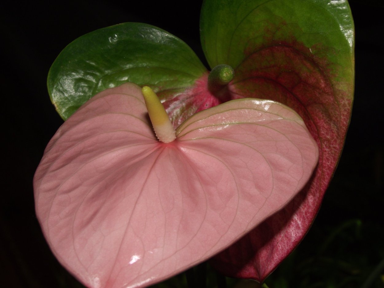 Антуриуму ВАИИТ Виннер