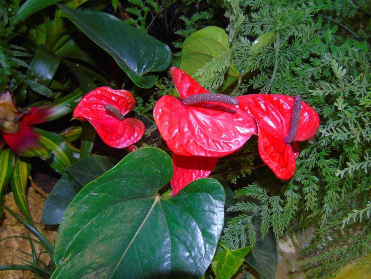 Антуриум Андрианум Пикассо голубой