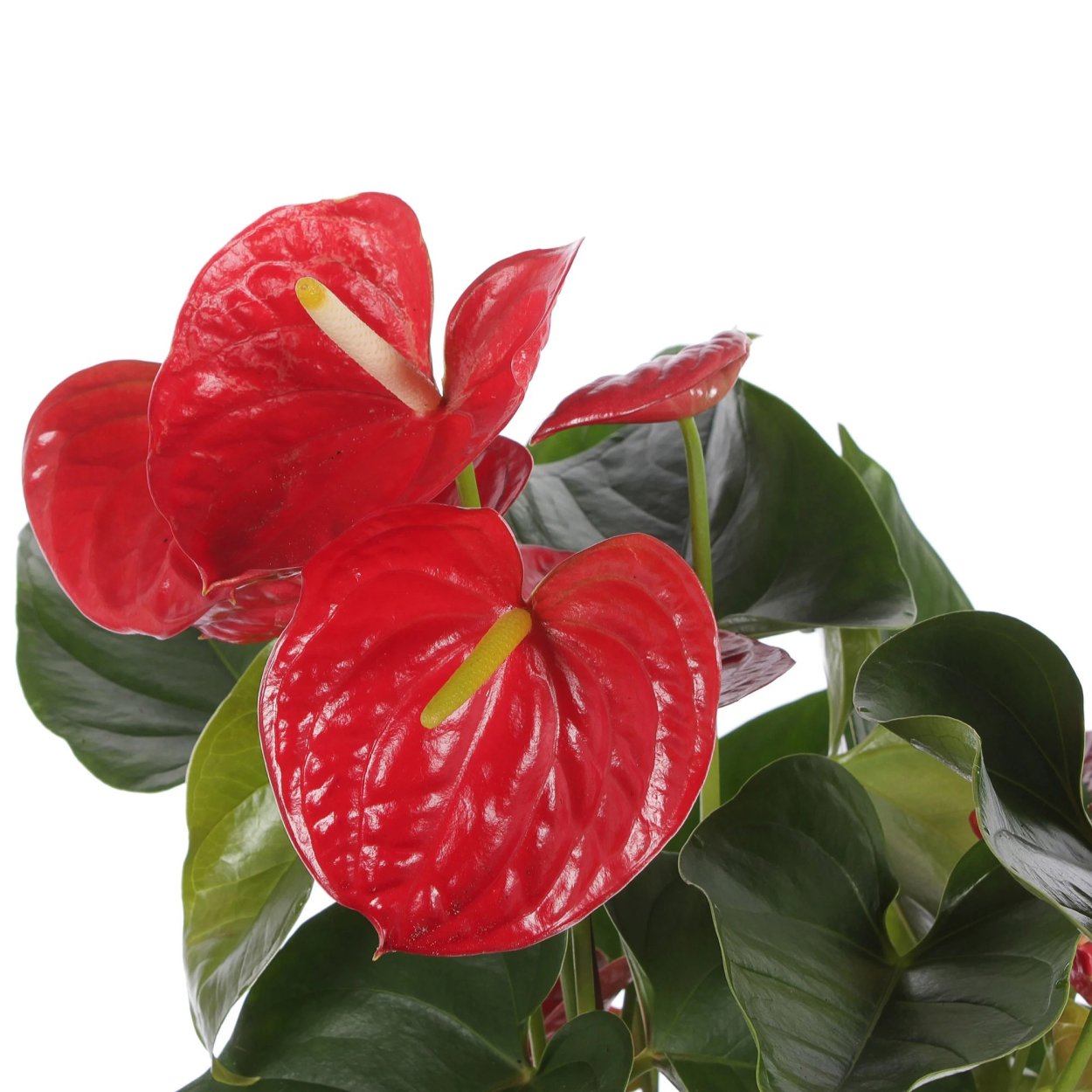 Антуриум сорт Мистик