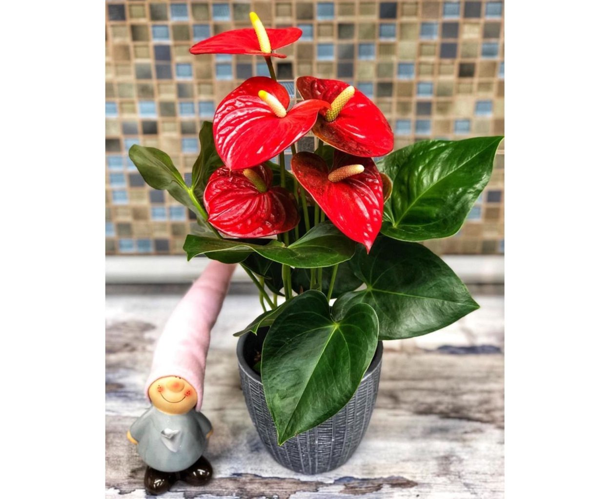 Антуриум цветок