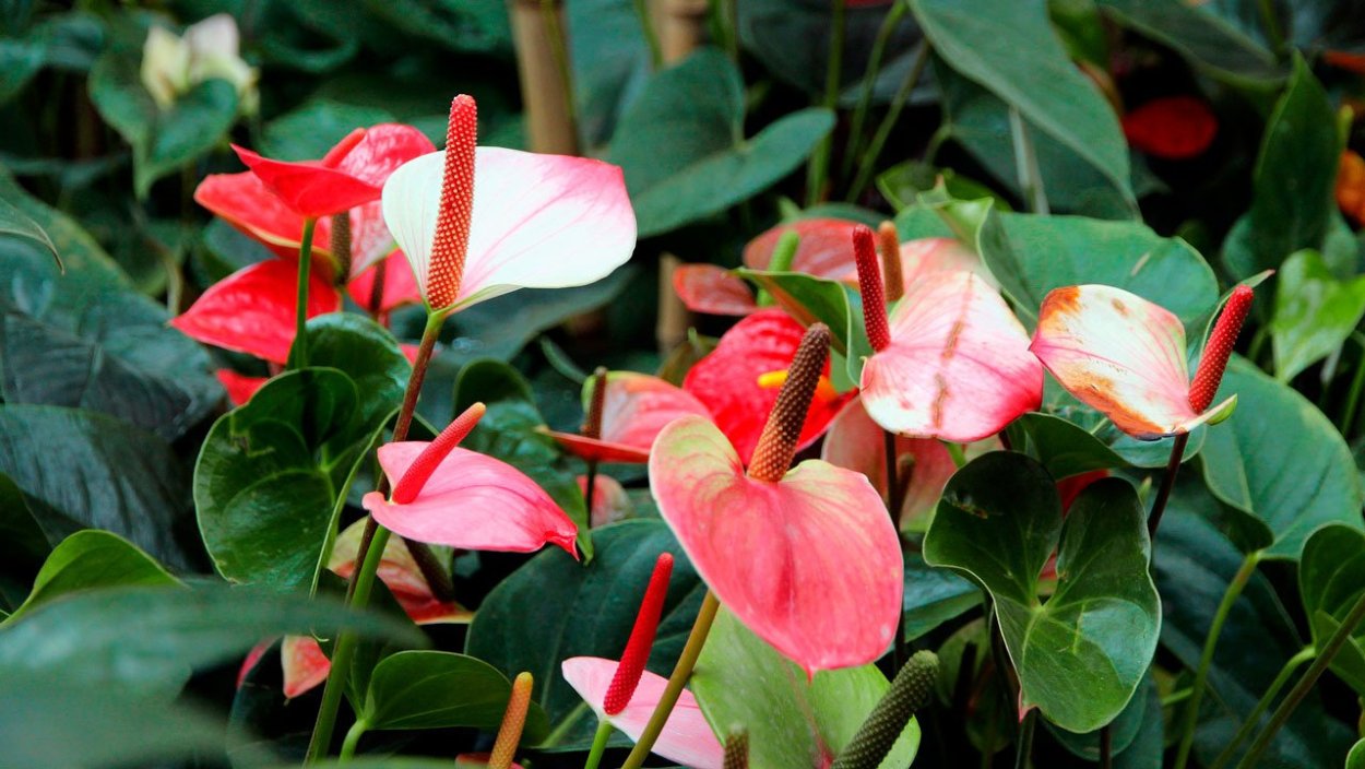 Антуриум Шерцера Кристин