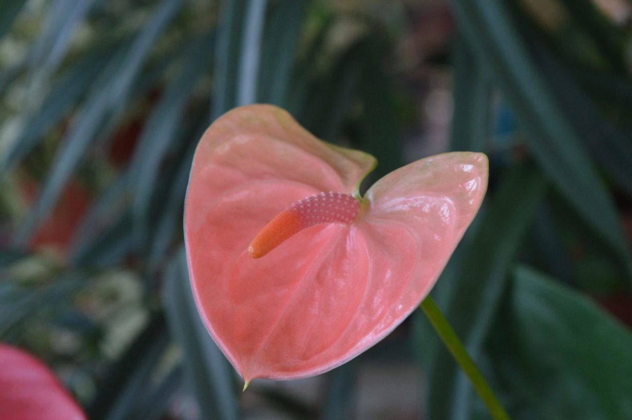 Антуриум Андре