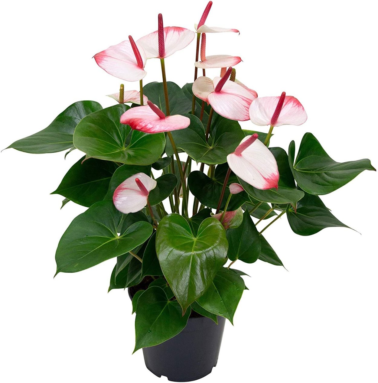 Антуриум Амалия Элеганс