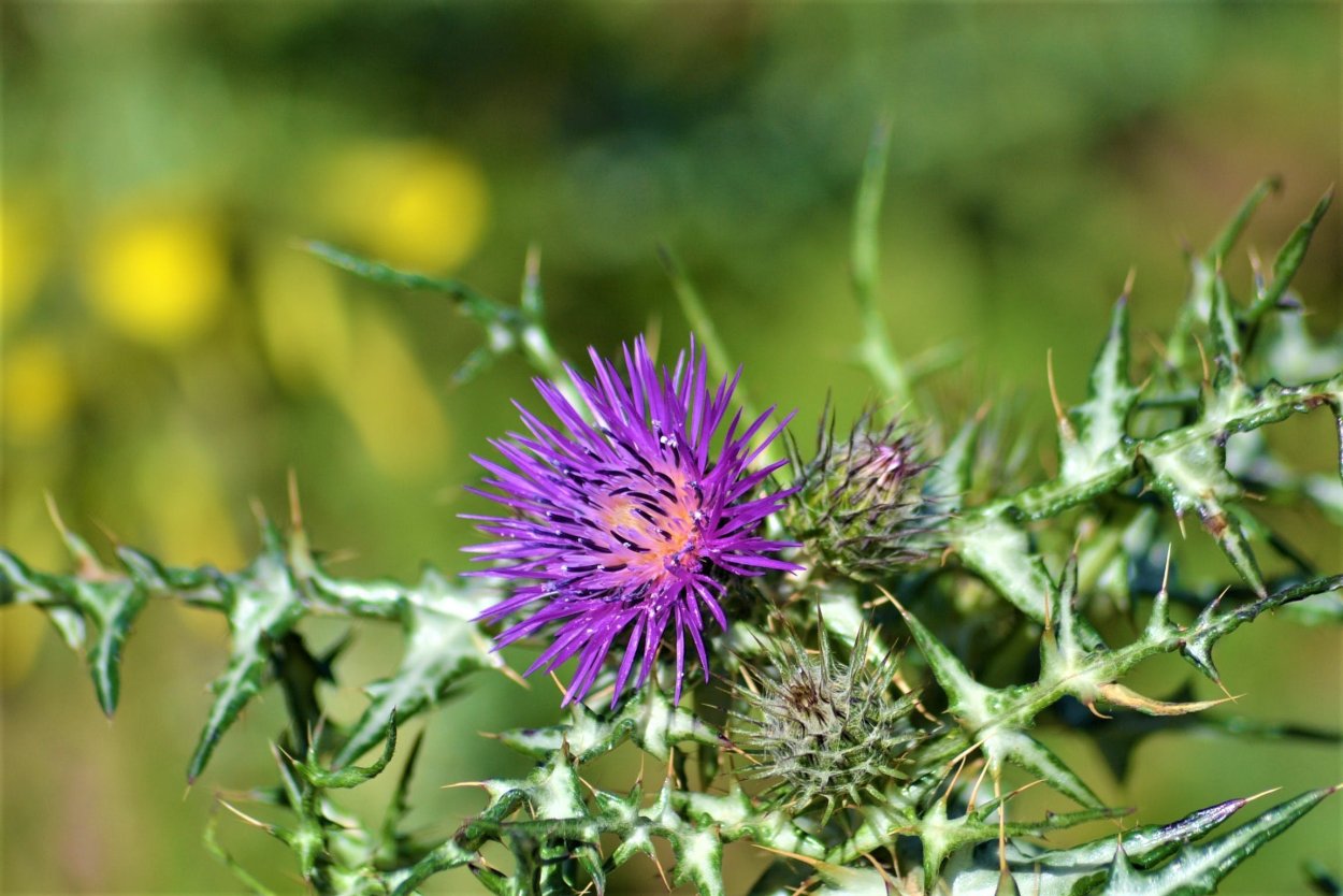 Колючий сорняк с сиреневыми цветочками