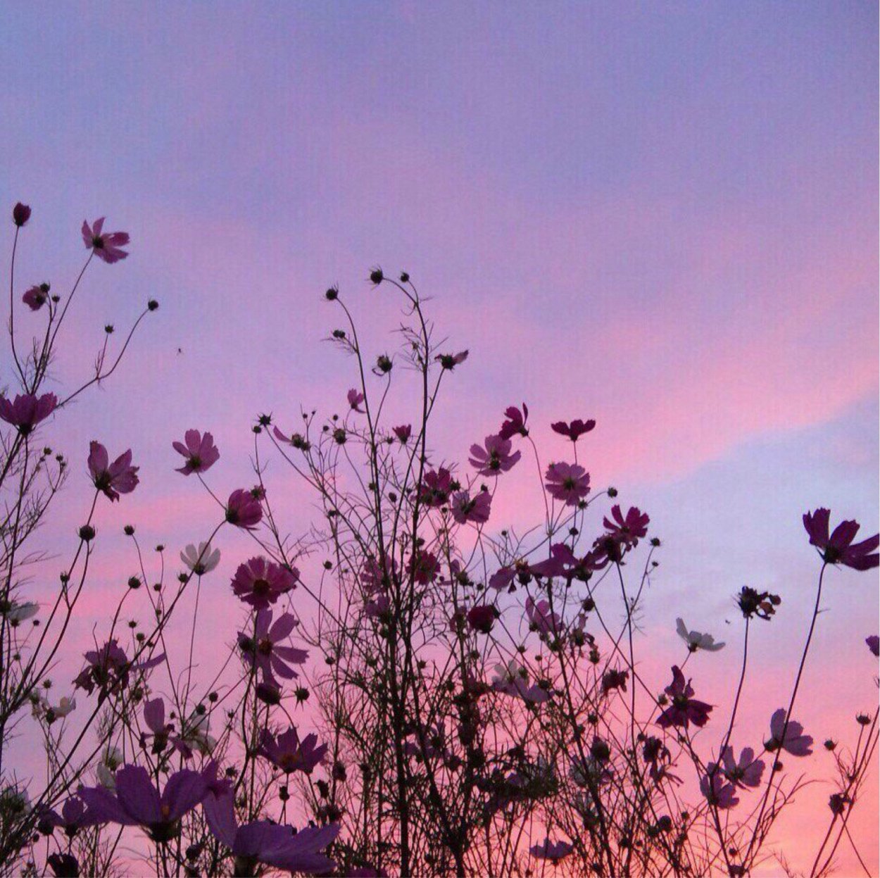 Эстетика цветов