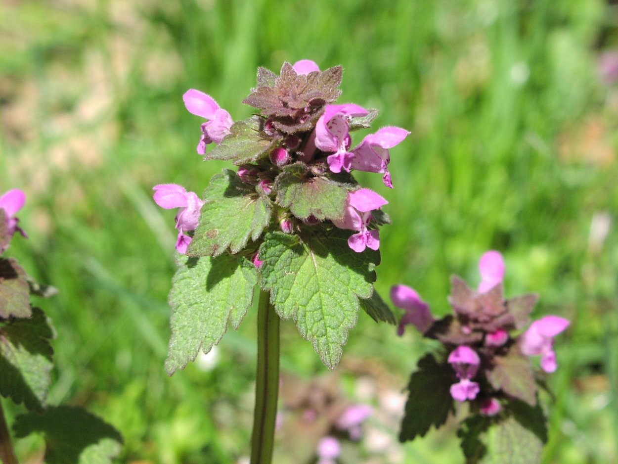 Purple Dead Nettle