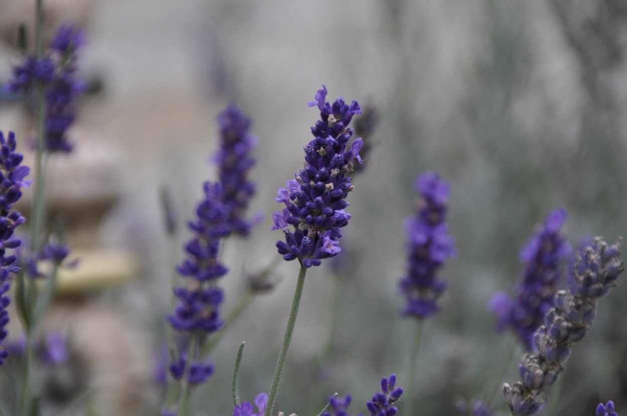 Aura Cacia - Лаванда (Lavandula officinalis).