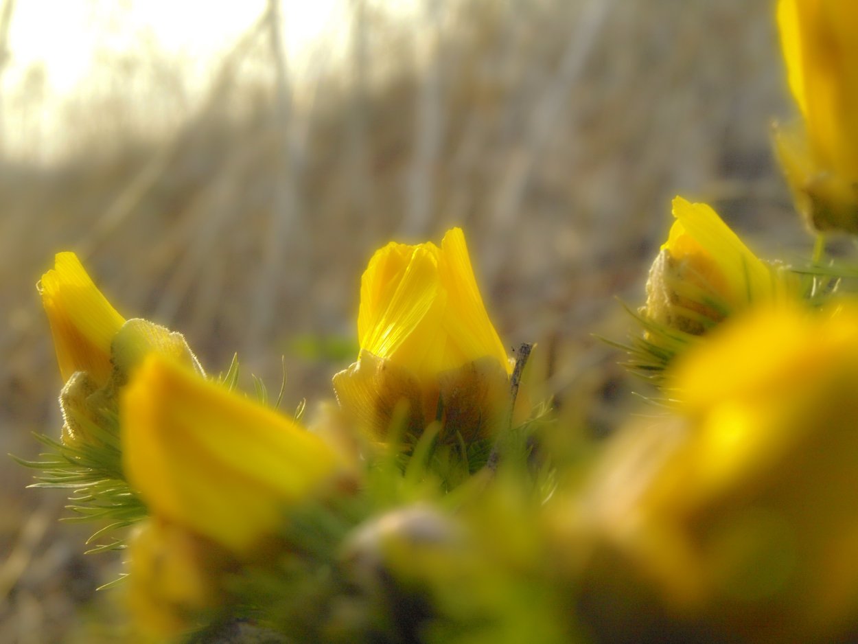 Лютик едкий и Лютик Луговой