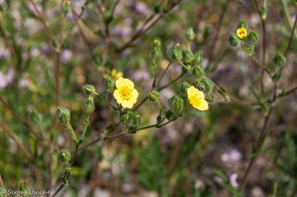 Лютик едкий чашелистики
