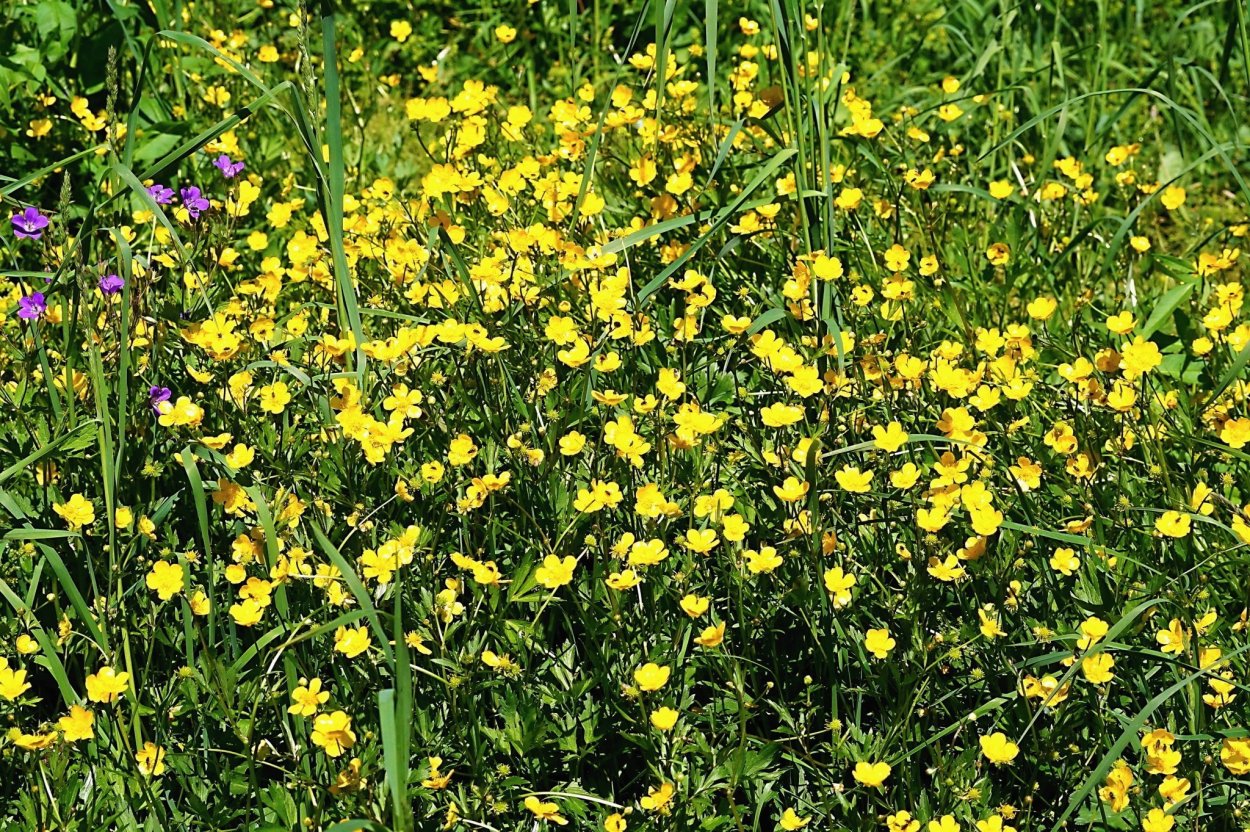 Куриная слепота ягода