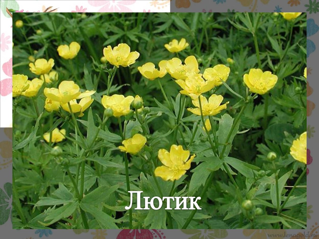 Лютик Сибирский