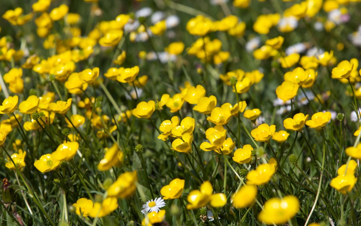 Лютик длиннолистный