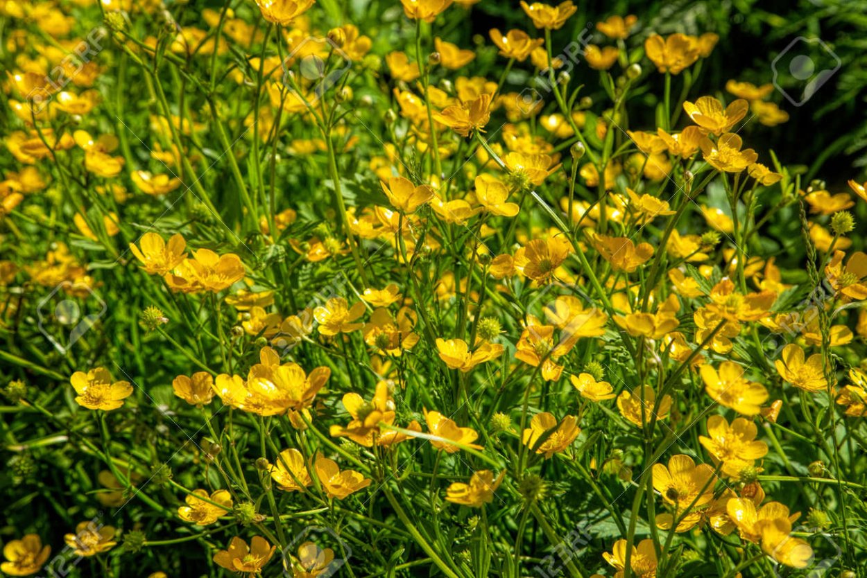 Лютик едкий вариегатный