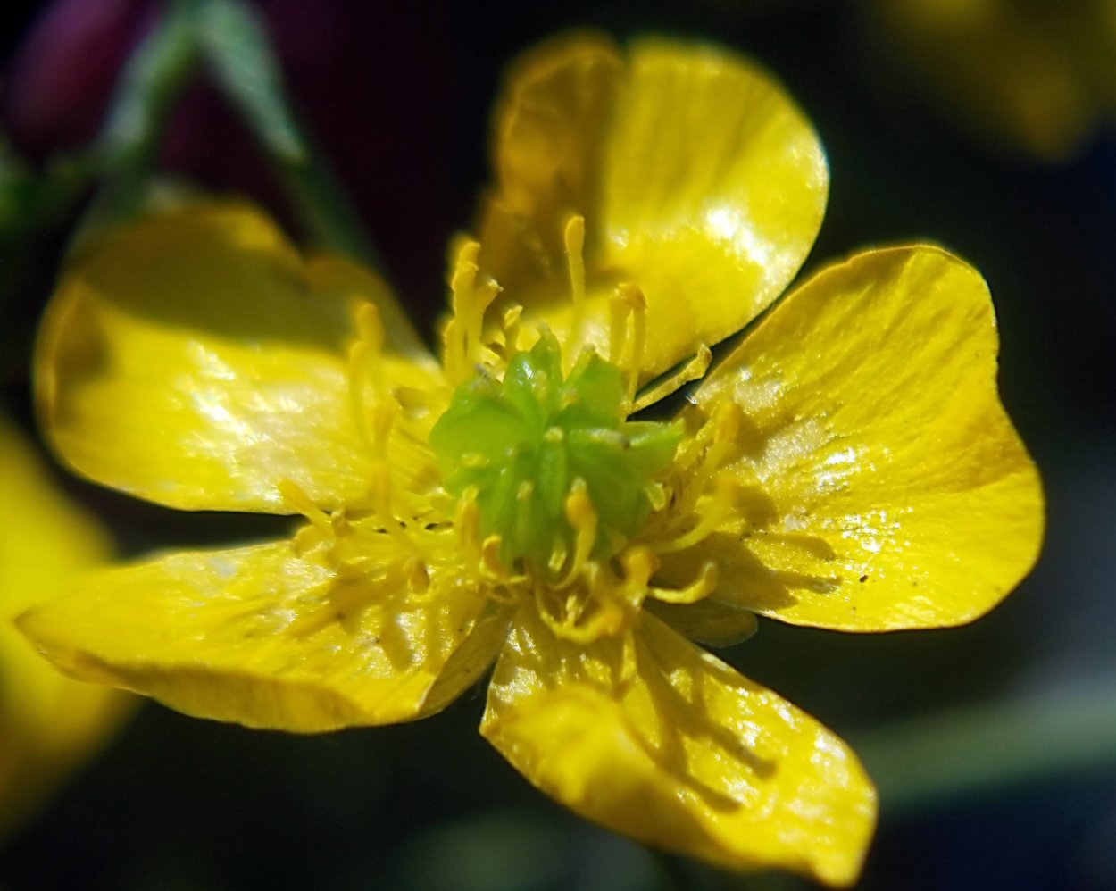 Лютик Луговой