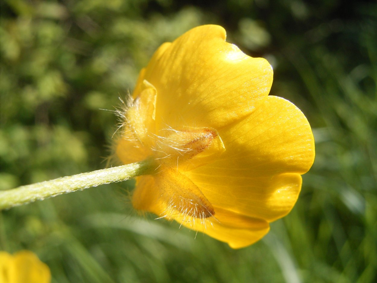 Ранние желтые цветы куриная слепота