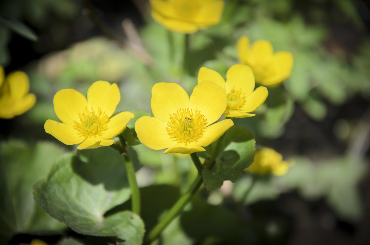 Лютик клубненосный