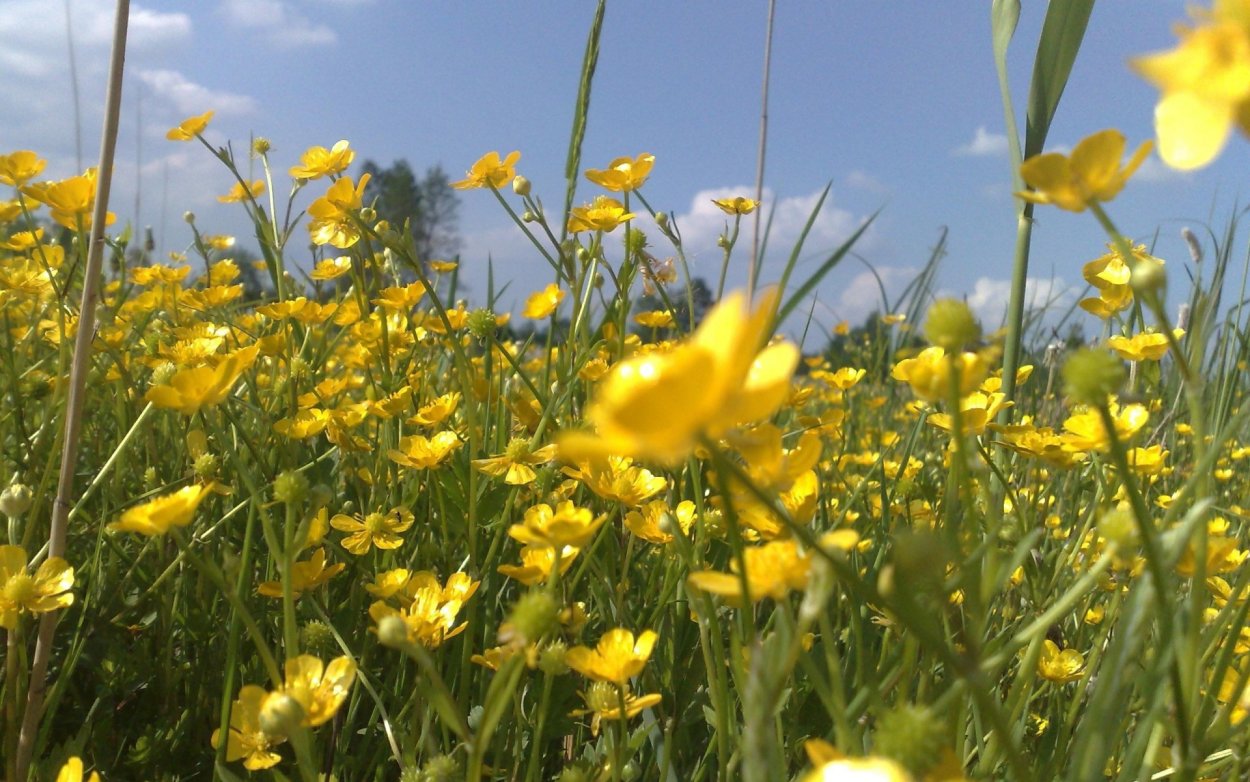 Плейохазий Лютика