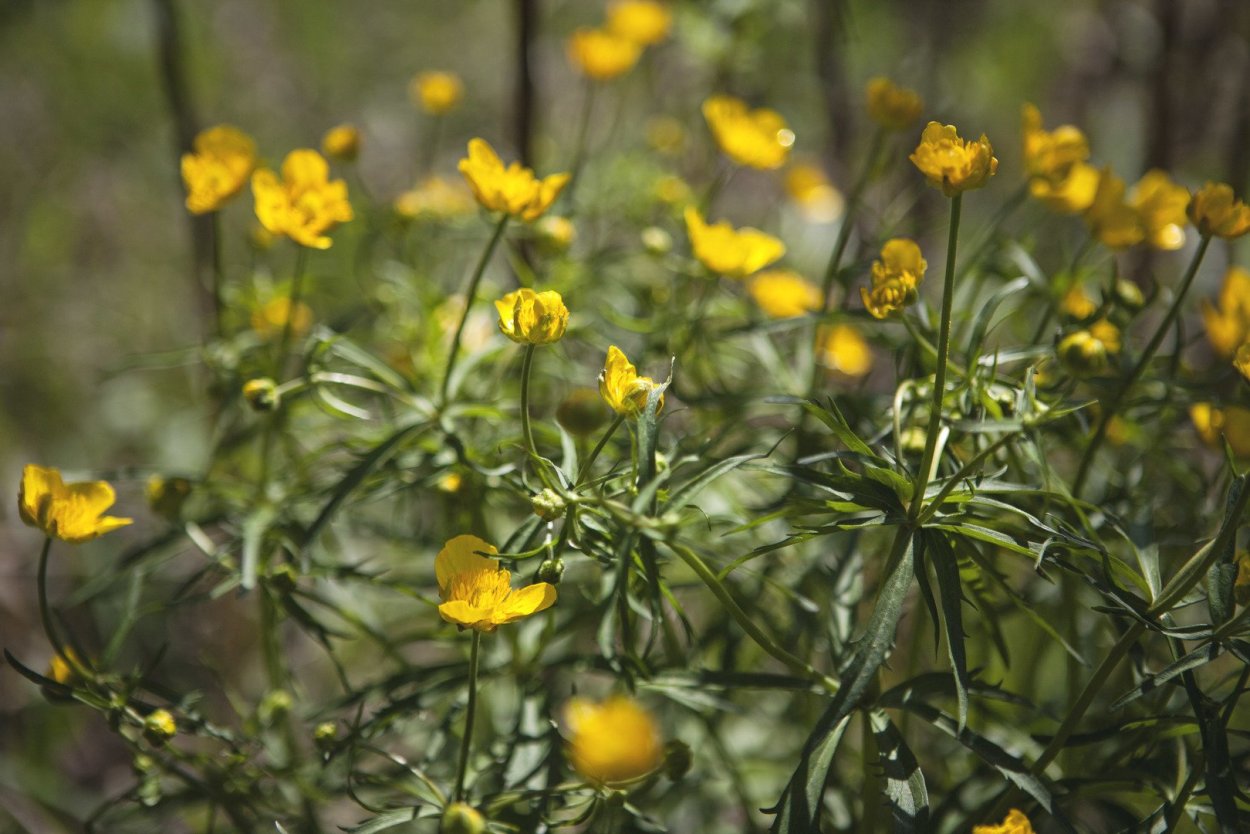 Куриная слепота цветок