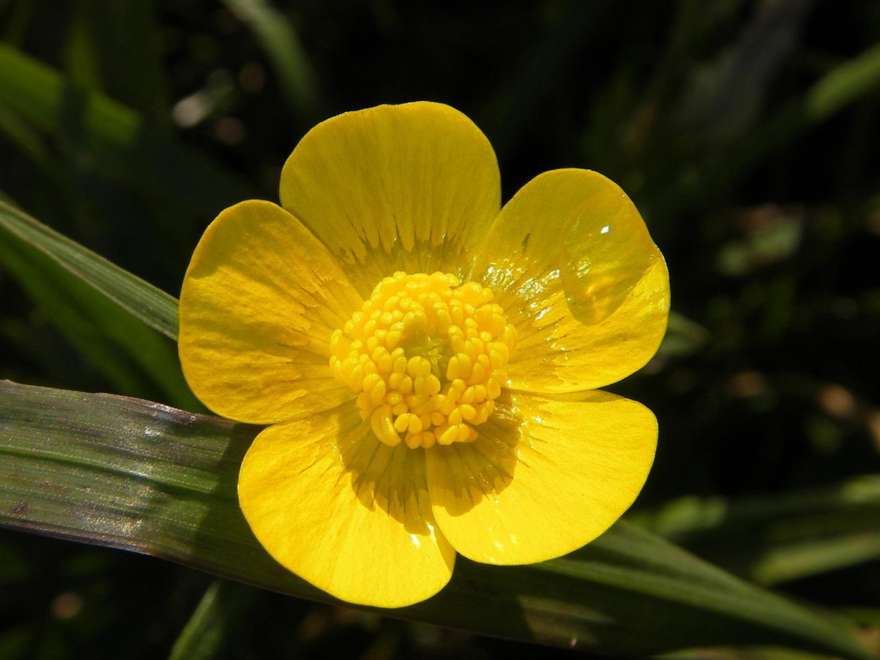 Лютик болотный