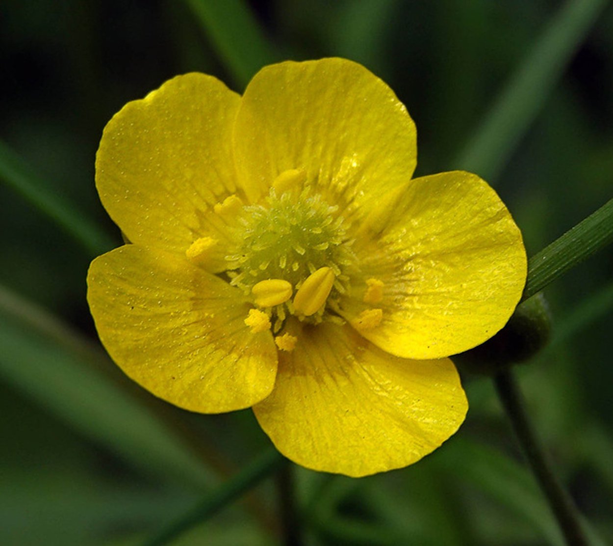 Лютик едкий (Ranúnculus Ácris