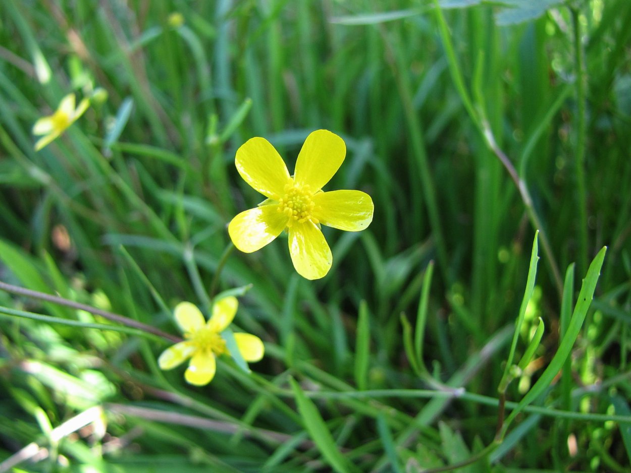 Трава куриная слепота для кроликов