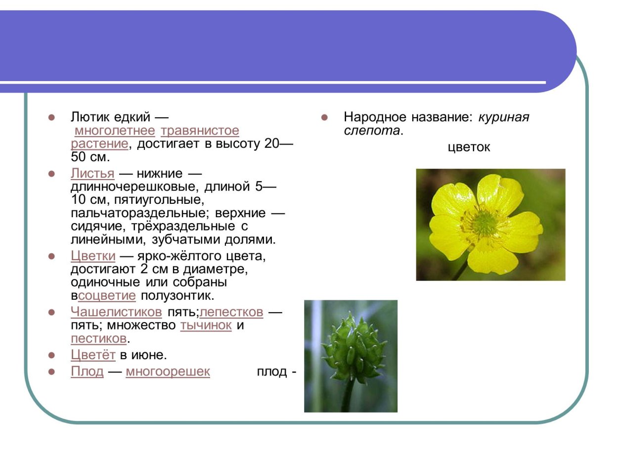 Ranunculus Acris Лютик едкий