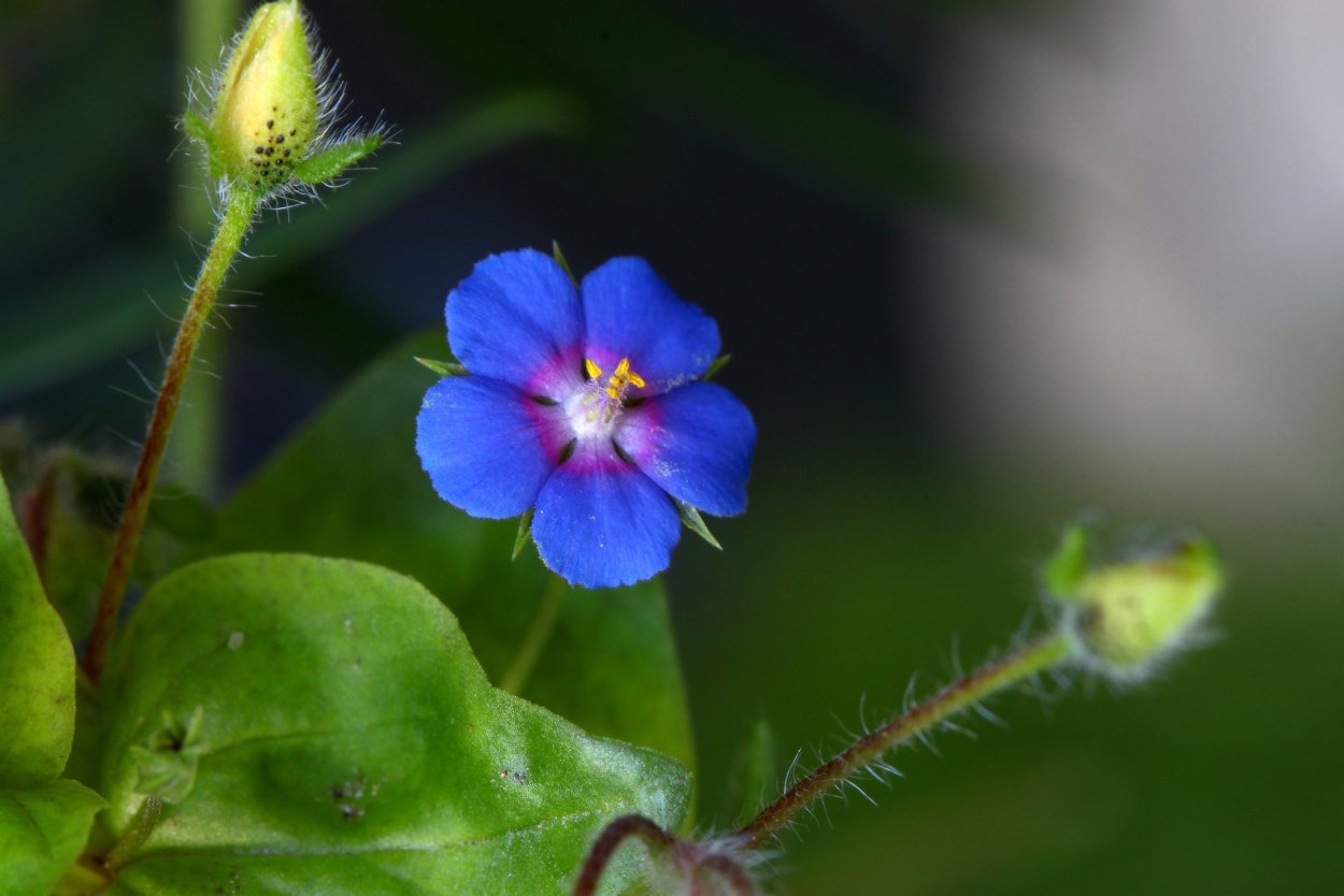 Лютик Саянский