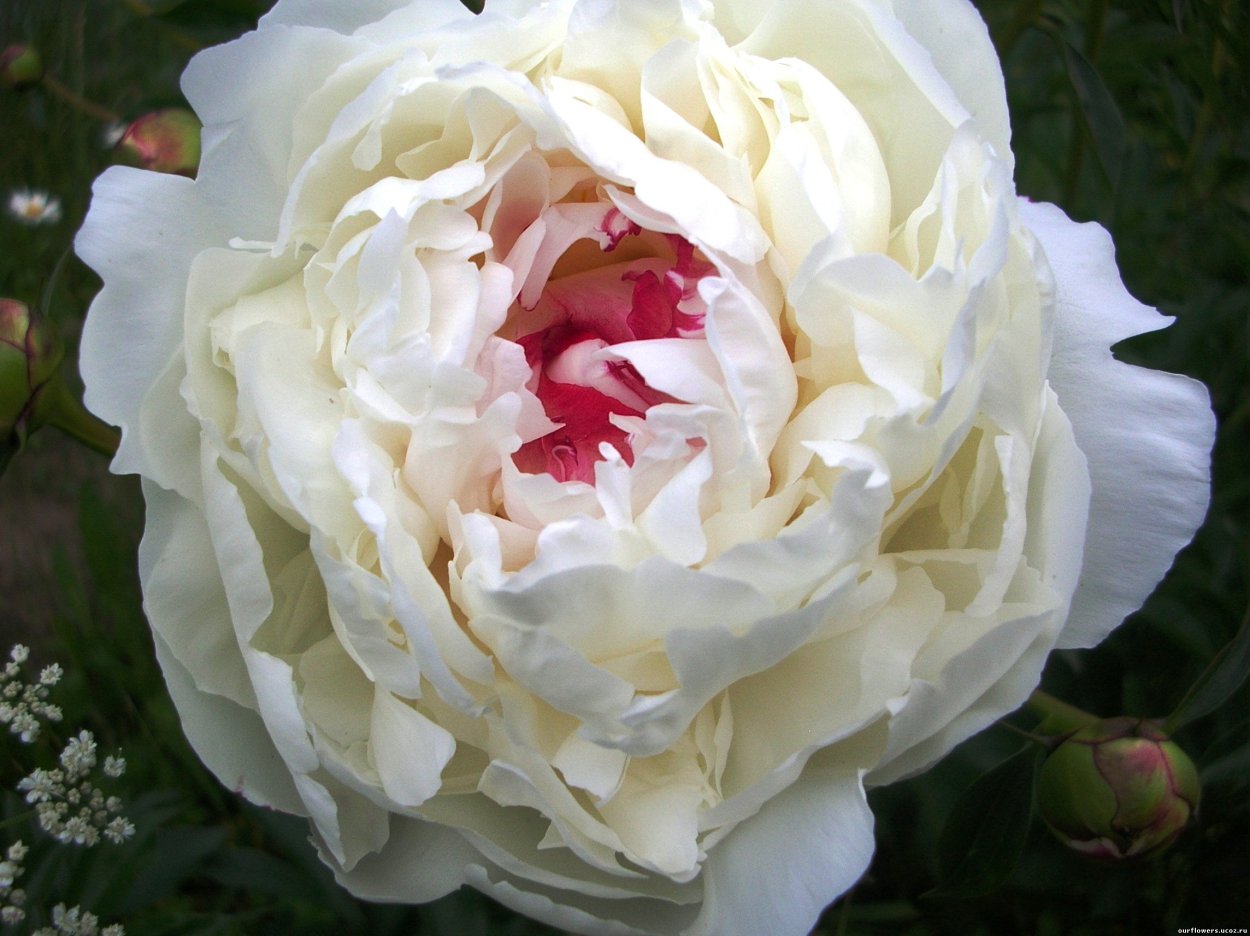 Пион белый с розовой серединкой