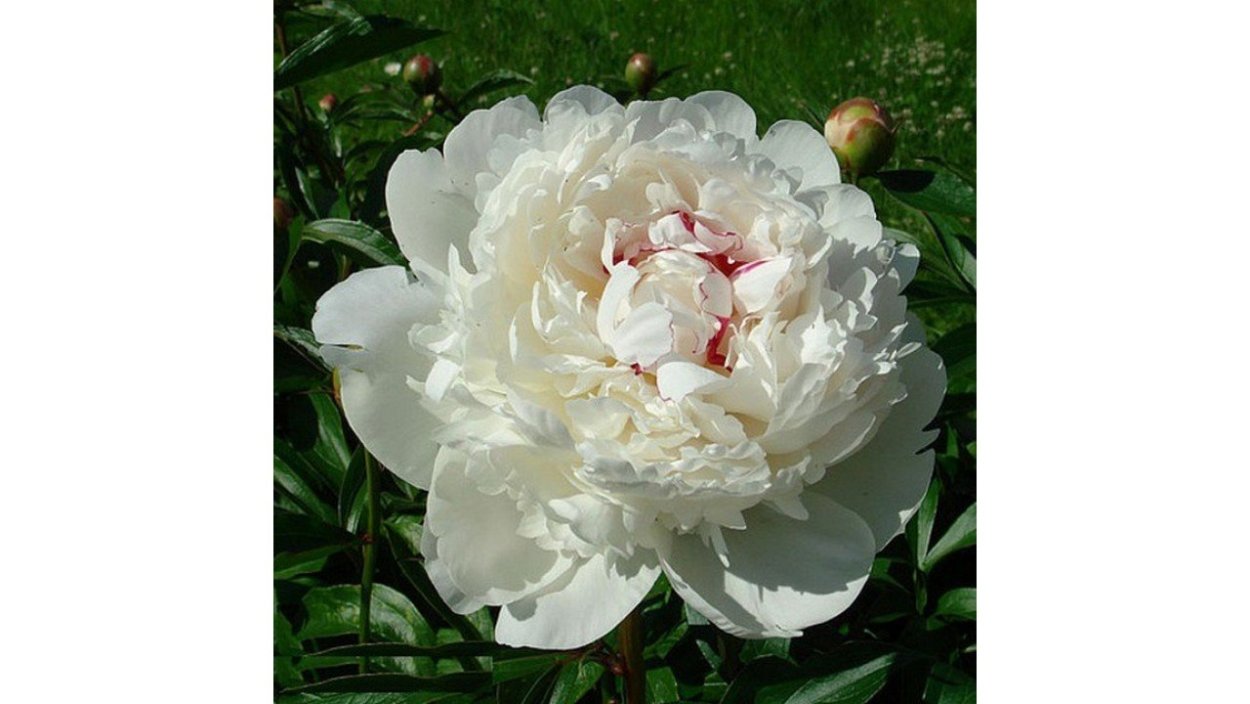 Пион сорта Карина Версан