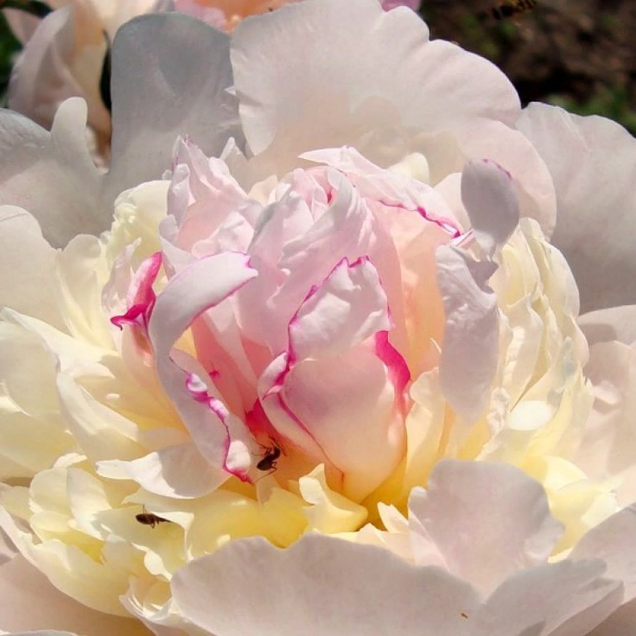 Пион айс Хилл белый