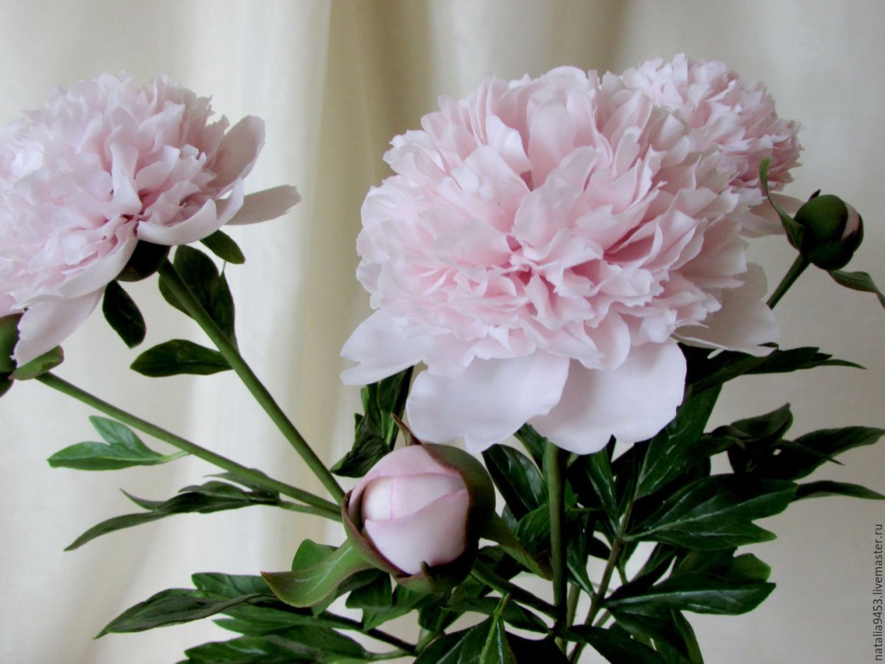 Пионы белые и розовые