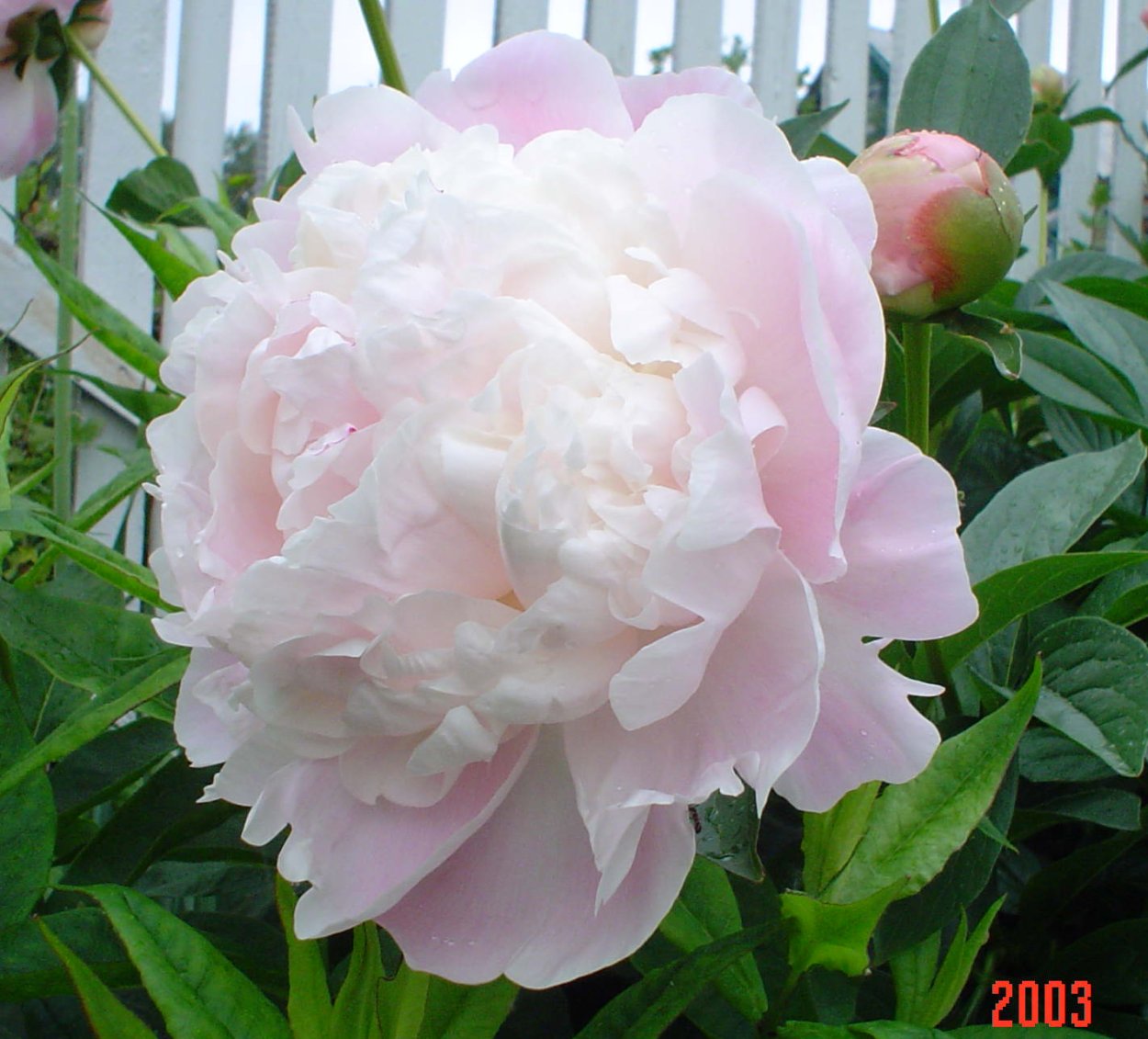 Пион травянистый Камелия