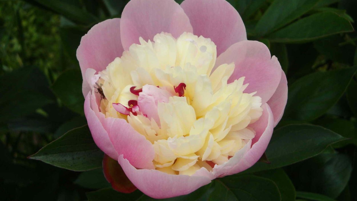 Пион Магнифика