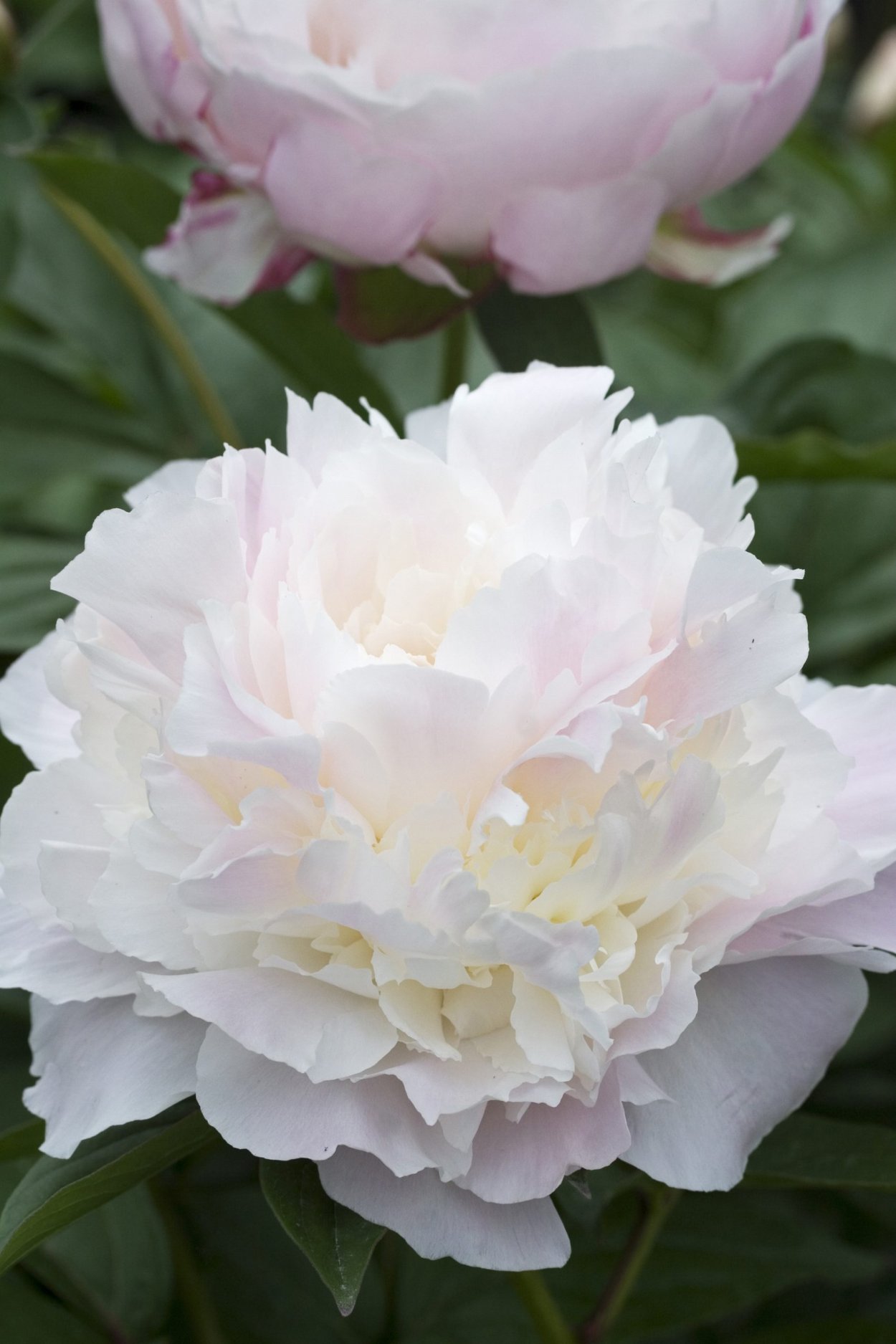 Белые пионы на зеленом фоне