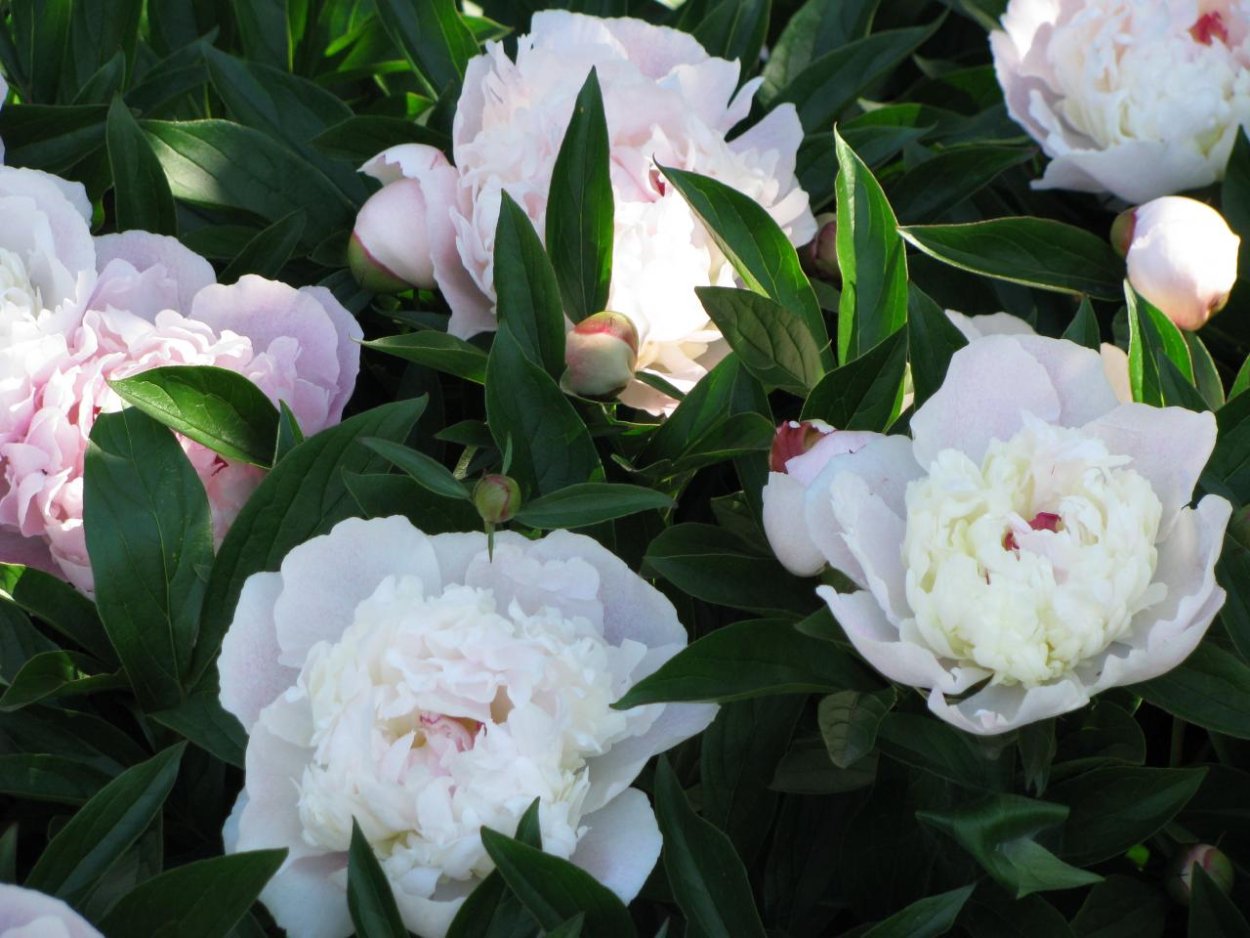 Белые пионы в саду