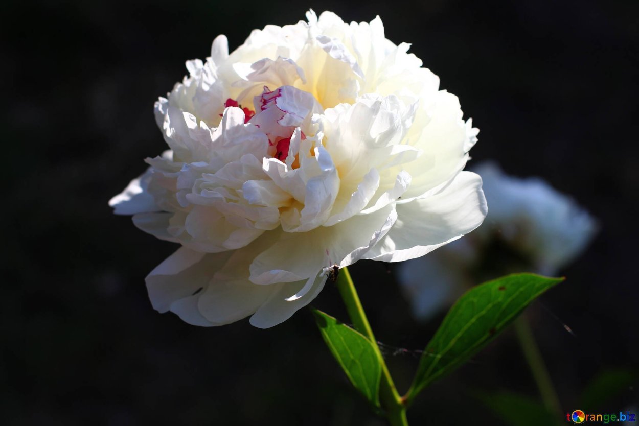 Пион Кэнди страйп