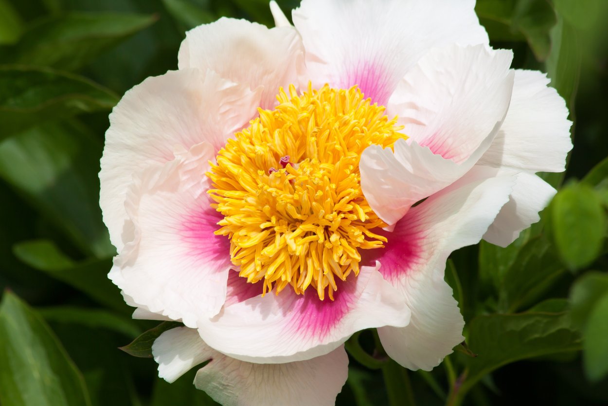 Пион оранж Лейс