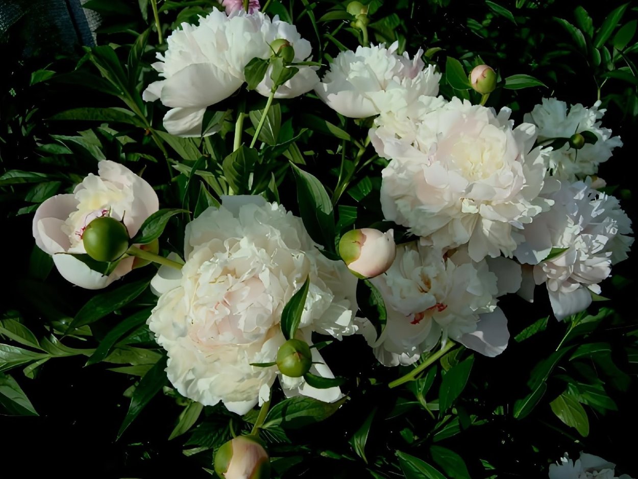 Пион белый с красной серединкой