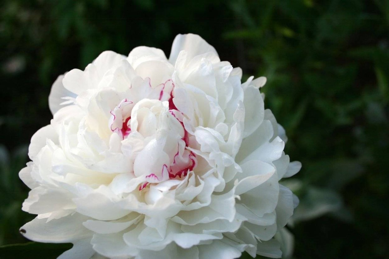 Пион фестива Максима